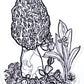FOREST MOREL sticker 3x4